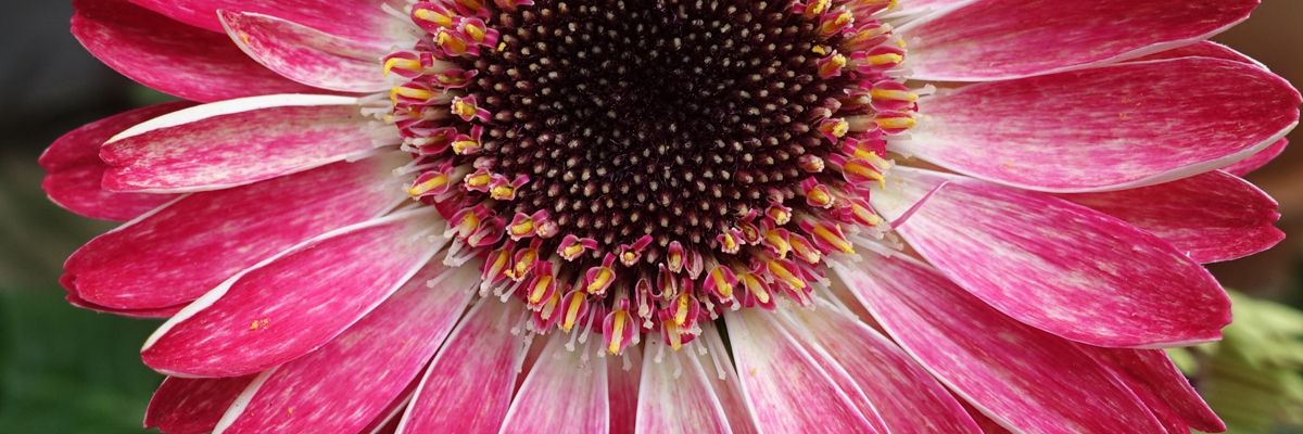 Gerber Daisy